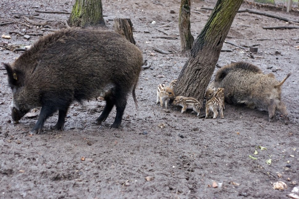 Un nou focar de pestă porcină, confirmat la Sălaj