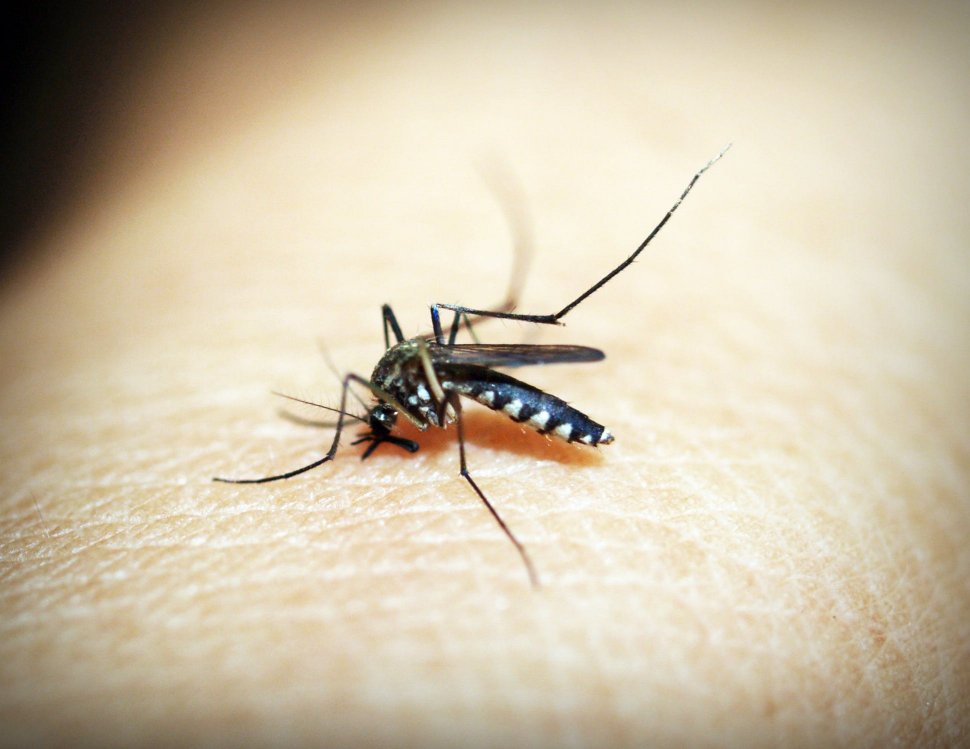 Soluția naturală care ține țânțarii la distanță. Se aplică pe piele și efectul durează întreaga zi