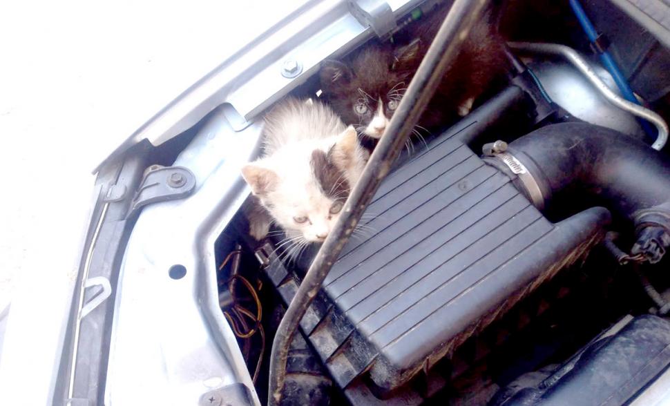 Un bărbat din Neamț și-a găsit mașina devastată dimineața. Când a deschis capota, a rămas șocat. Ce era înăuntru 543652