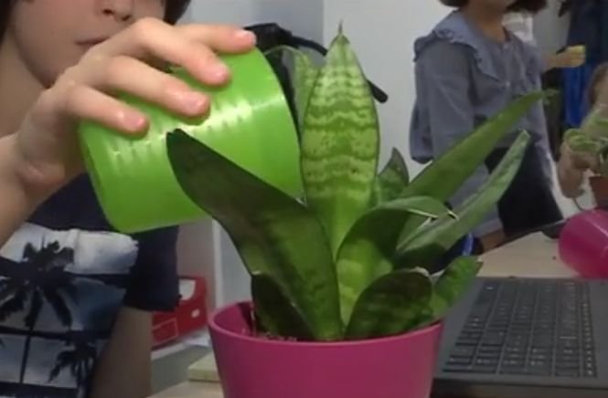 Plantele smart îți spun când să le uzi