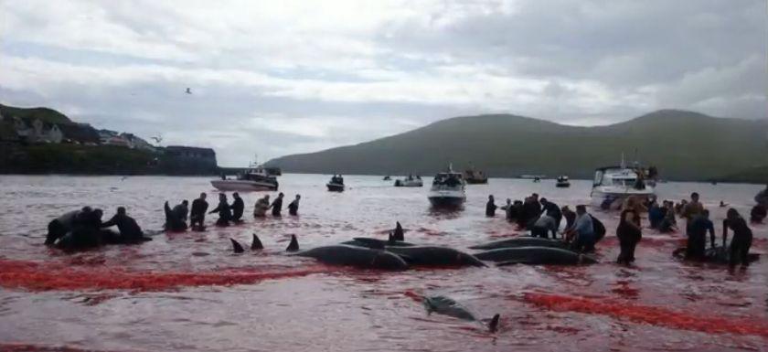 Imagini șocante! Marea a devenit roșie de la sânge - Localnicii au rămas muți când au văzut ce murise în apă 545673