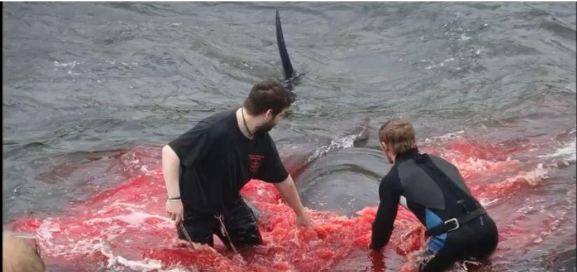 Imagini șocante! Marea a devenit roșie de la sânge - Localnicii au rămas muți când au văzut ce murise în apă 545674