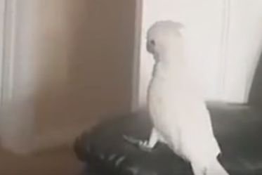 Reacția haioasă a unui papagal când a văzut că stăpânul său a dispărut
