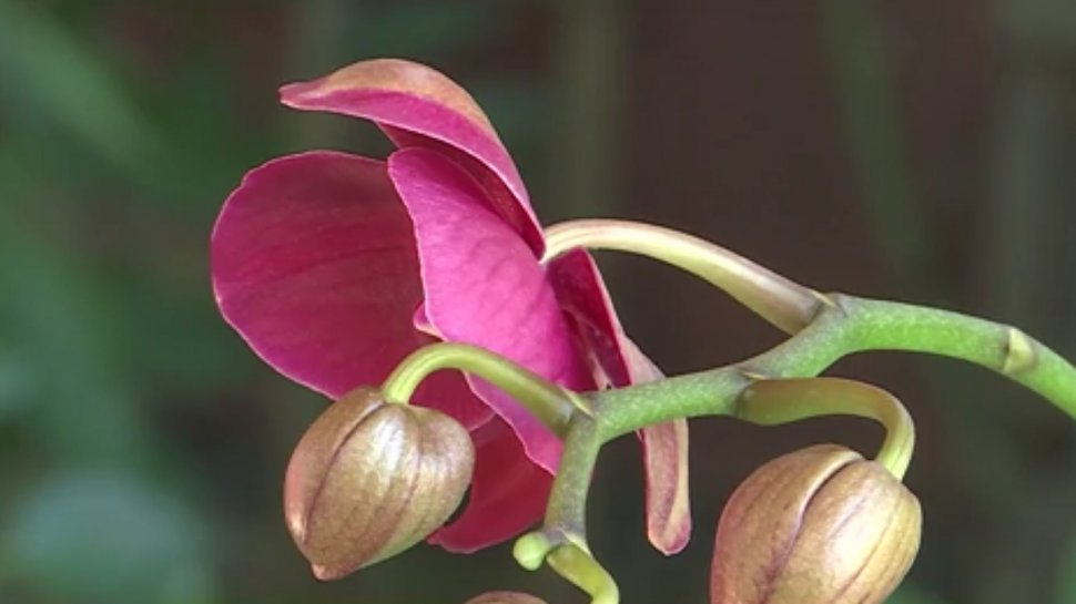 Numai de bine. Orhideea, cea mai iubită floare de apartament. Cum se îngrijeşte corect - VIDEO