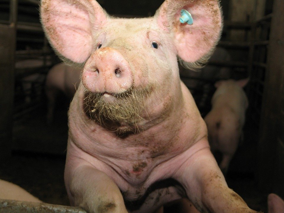 Ce se întâmplă dacă un om consumă carne de porc infestată cu pestă porcină. Declarația unui cunoscut medic veterinar