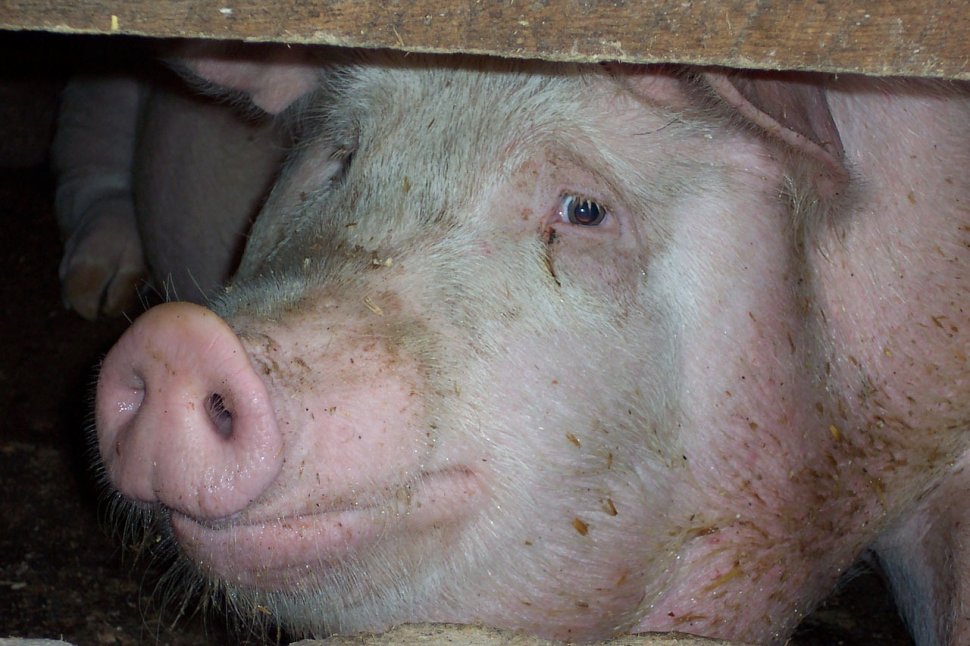 Bulgaria a raportat primul caz de pestă porcină, într-o gospodărie din apropierea graniţei cu România