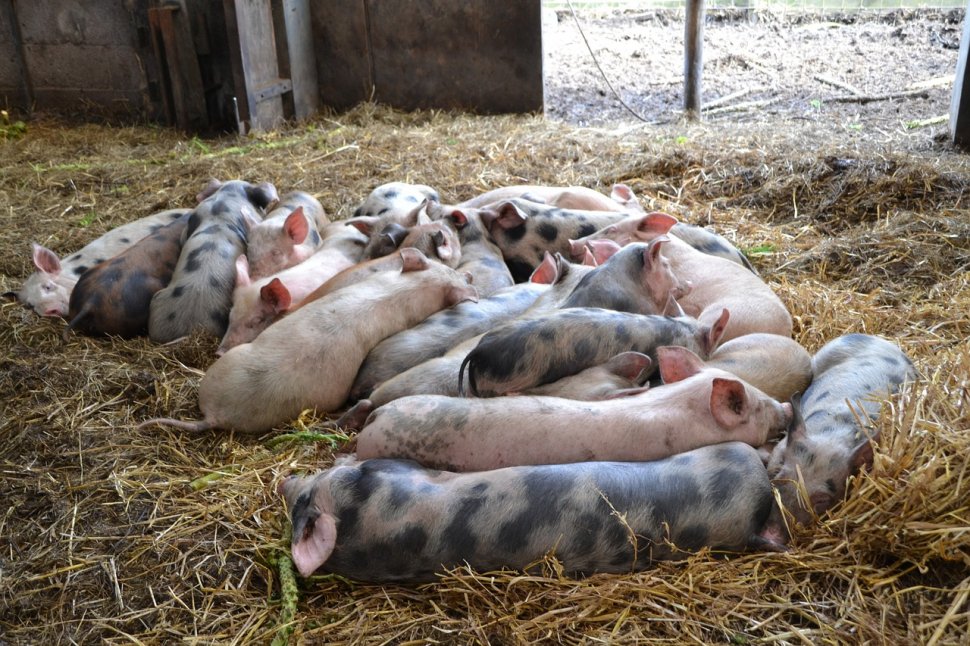 Măsuri de urgență în Buzău, după depistarea pestei porcine africane