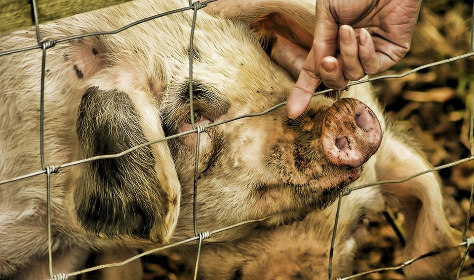 Adevărul despre pesta porcină. Ce se întâmplă cu virusul pe plan mondial