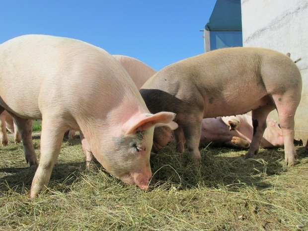 Pesta porcină se extinde în afara Europei. Sunt zeci de mii de porci sacrificați