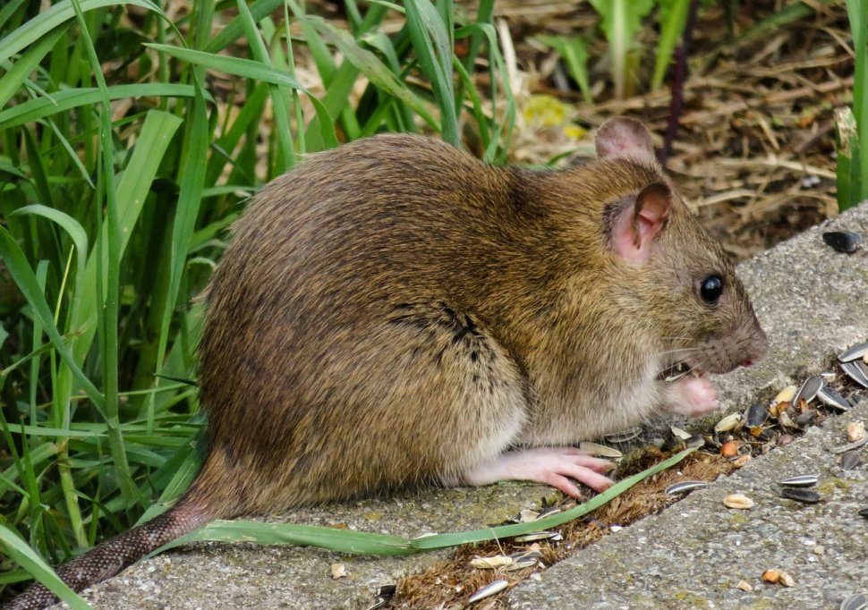 Focar de infecție în Arad. Zeci de șobolani aleargă prin parcurile din centrul orașului