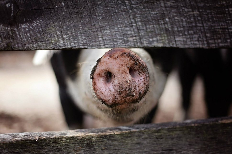 Parchetul General face verificări pe tema gestionării crizei pestei porcine