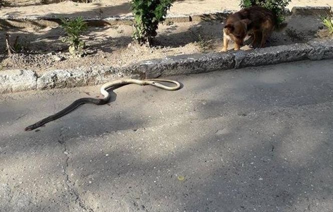 Un sat din România a fost invadat de șerpi. Specia poate ajunge la doi metri