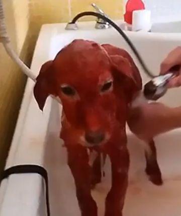 Și-a vopsit câinele complet roșu fiindcă i-a plăcut culoarea. Ce s-a întâmplat ulterior cu patrupedul 548539
