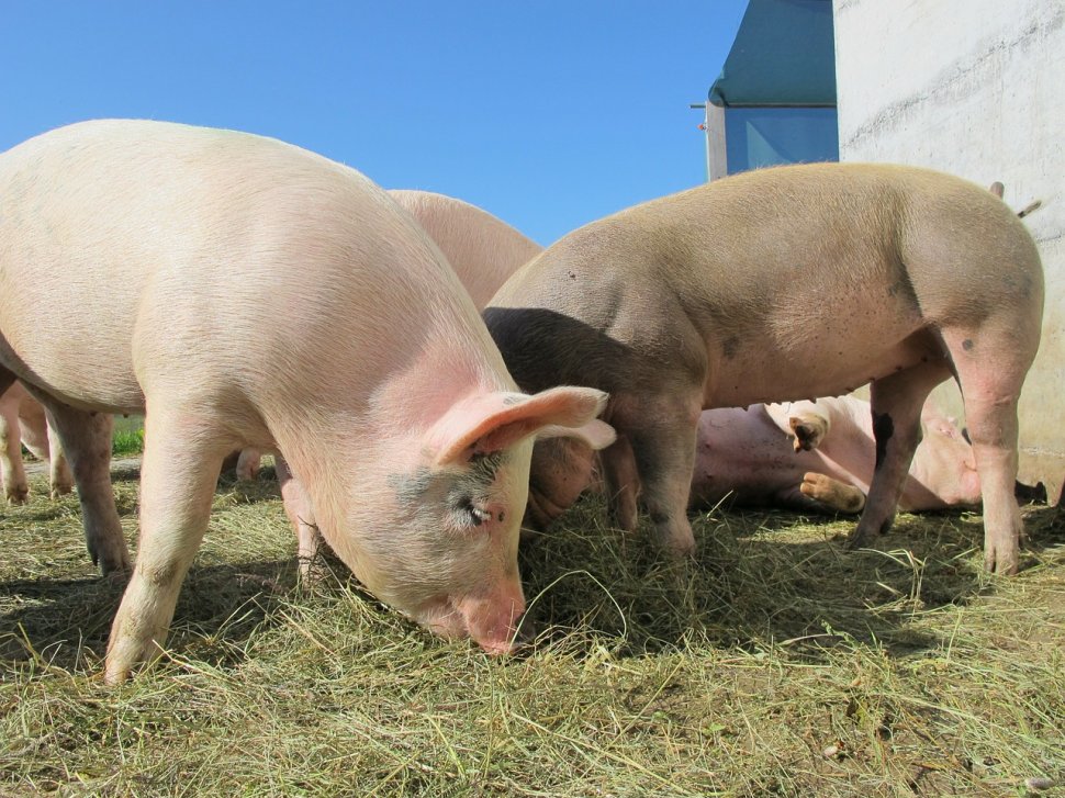 Situaţie incredibilă în Călăraşi. Zeci de porci dintr-o crescătorie afectată de pesta porcină au fost dăruiţi de proprietari localnicilor