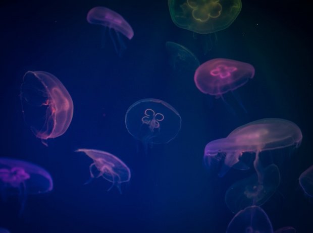 Invazie de meduze la malul Mării Negre