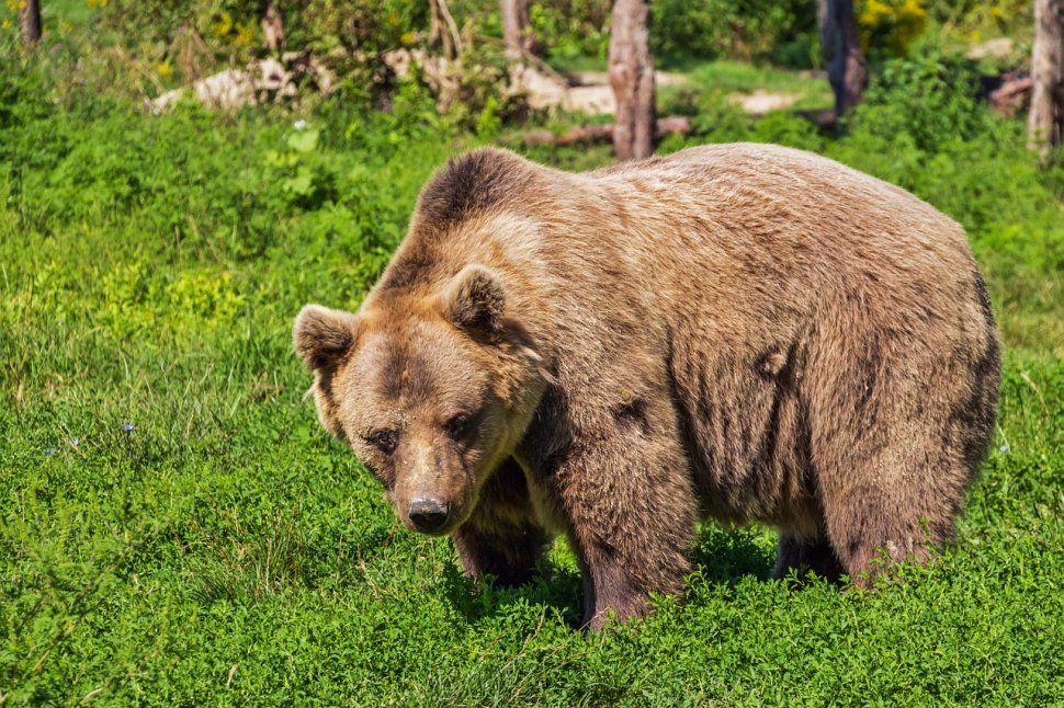 Doi turiști urmăriți de urs în munții Bucegi, salvați de jandarmi