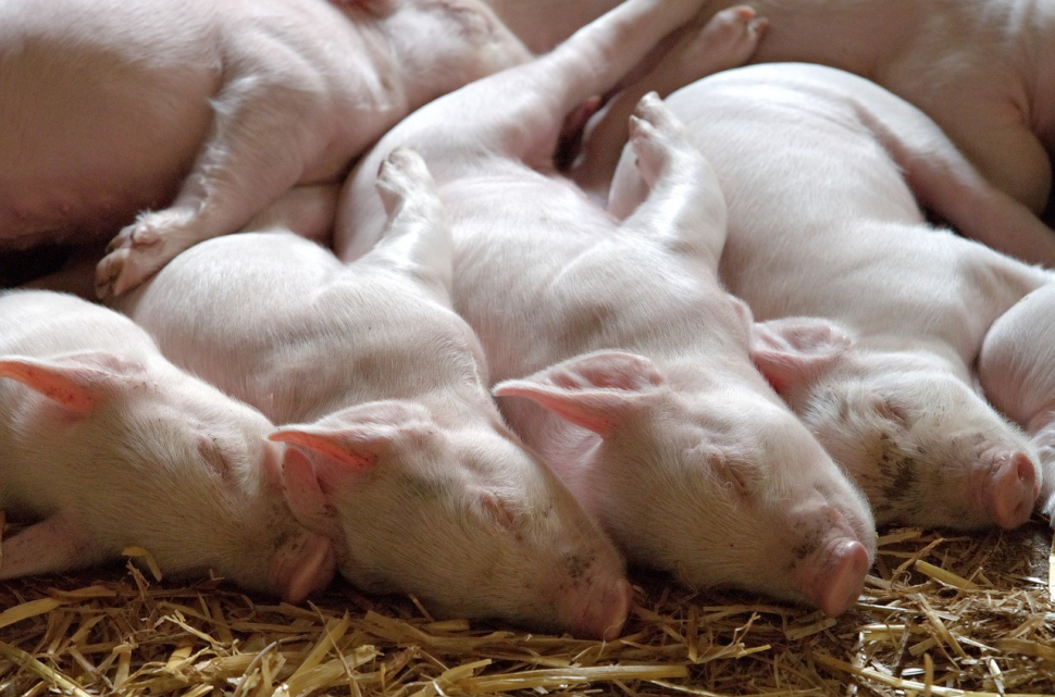 Creşterea porcilor în gospodării ar putea fi interzisă