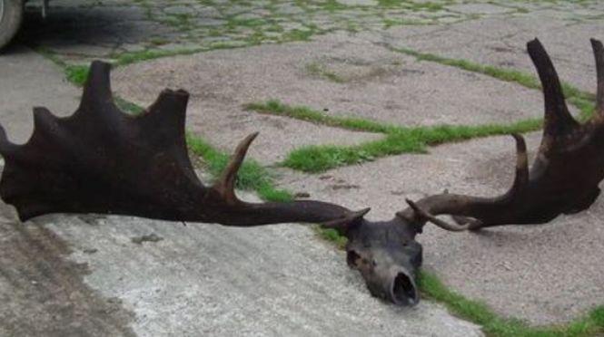 Doi pescari din Irlanda de Nord au prins ceva neaşteptat în plasă: Este vechi de aproape 10.500 de ani şi intact 549385