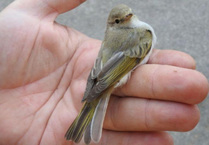 O nouă specie de pitulice a fost descoperită în România. Cum arată pasărea  549427