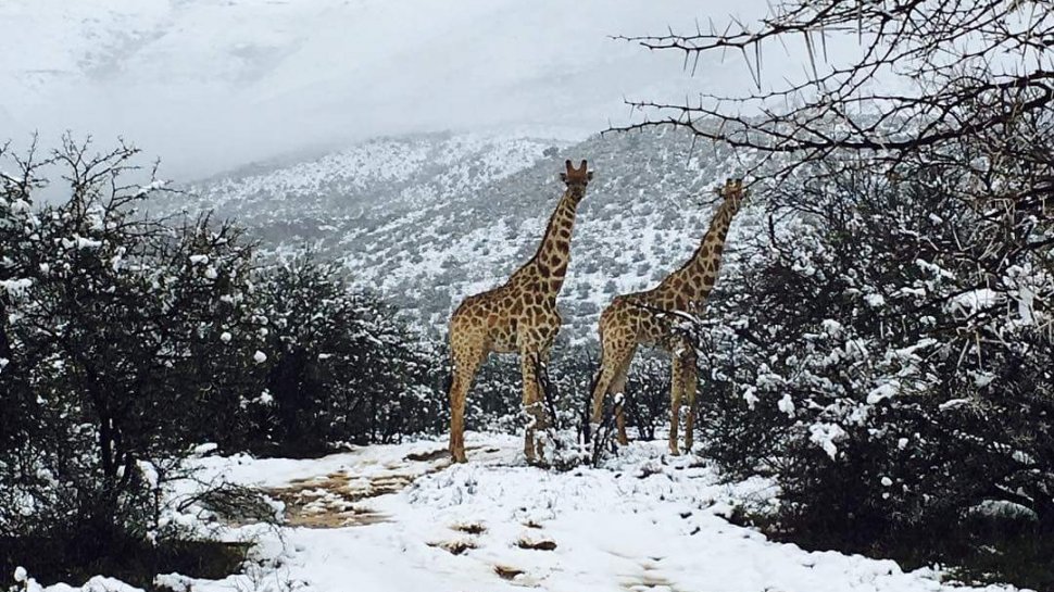 Vreme extremă în lume! În Africa a nins abundent. Imagini spectaculoase cu animale sălbatice acoperite de ninsoare - VIDEO