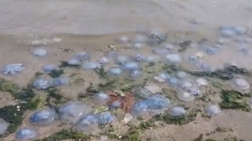 Invazie de meduze pe o plajă din Constanţa - VIDEO