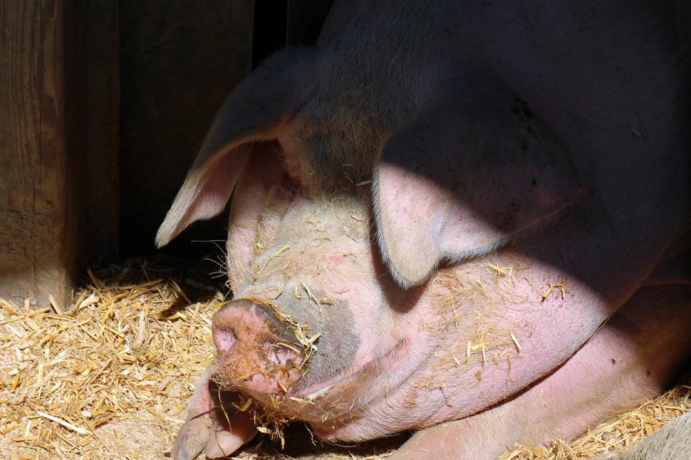 Ministrul Agriculturii: Creşterea porcului în gospodării nu va pieri