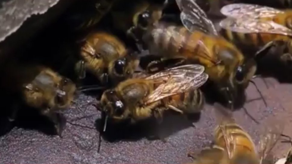 Copii atacaţi de albine în grădina publică din Bârlad