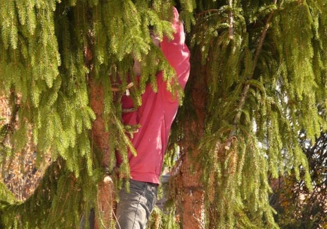 Tragedie în Botoșani. Un bărbat a murit după ce copacul pe care îl tăia s-a prăbuşit peste el