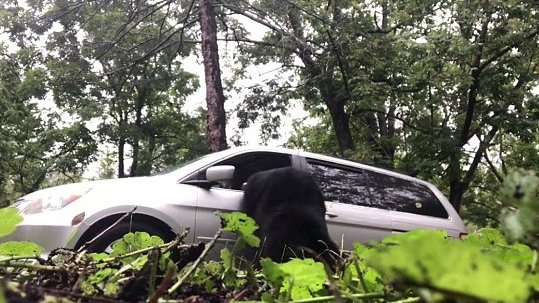 A închis un urs în mașină din greșeală. Incredibil cum reușește animalul să se elibereze 