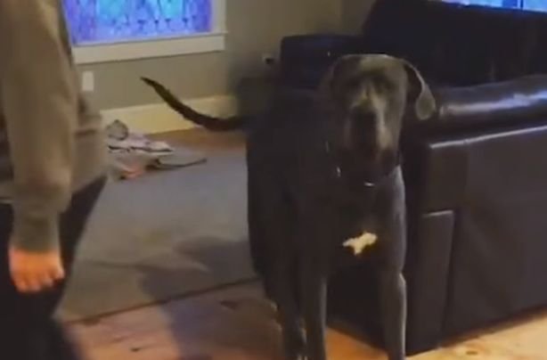 Clipul care a cucerit tot internetul. Un câine face fandări împreună cu stăpânul (VIDEO)