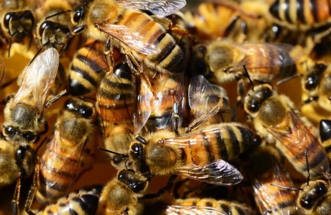 Un roi de albine sălbatice a atacat patru oameni pe Valea Jepilor. Salvamontiştii din Buşteni au intervenit de urgență