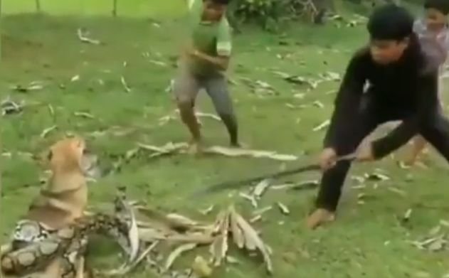 Un cățel atacat de șarpe a fost salvat de trei copii. Întregul moment a fost filmat (VIDEO)