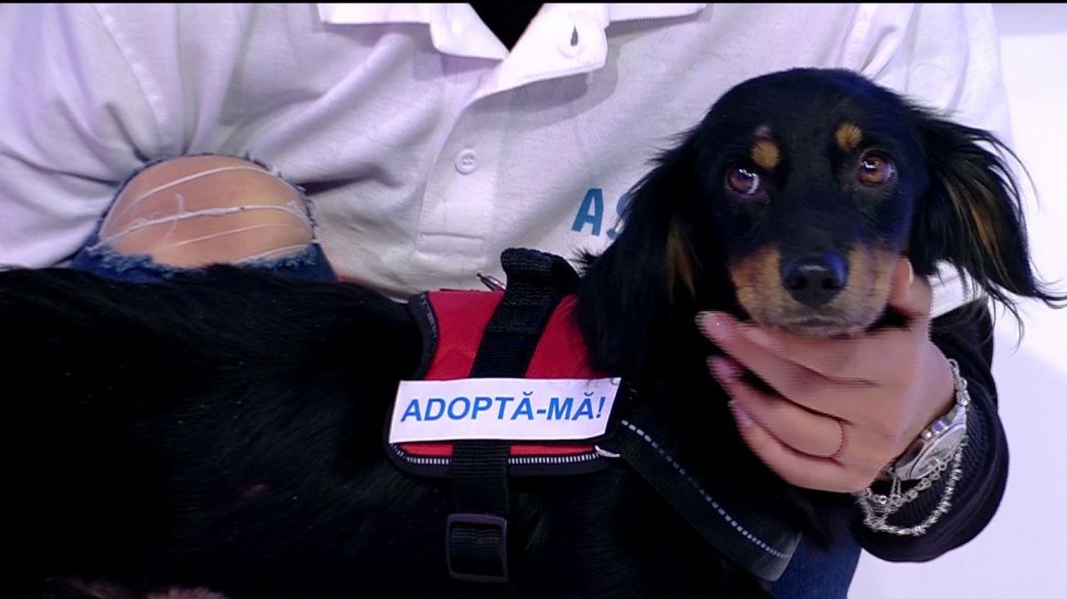 700 de câini comunitari aşteaptă să fie adoptaţi