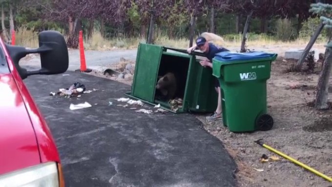 Trei pui de urs, blocați într-o pubelă. Mama acestora a făcut tot ce a putut pentru a-i elibera (VIDEO)