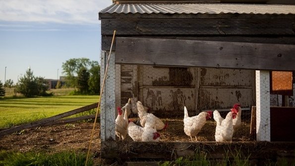 Pericol la graniță! Focar de gripă aviară la o fermă din Bulgaria