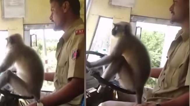  O maimuță a condus un autobuz cu pasageri. Ce s-a întâmplat cu șoferul mașinii după acest moment - VIDEO