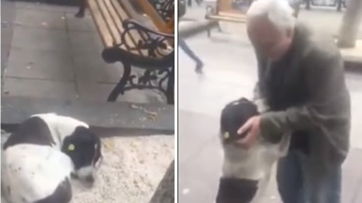 Imagini emoționante! Momentul în care un bărbat și-a reîntâlnit câinele la trei ani după ce l-a pierdut - VIDEO