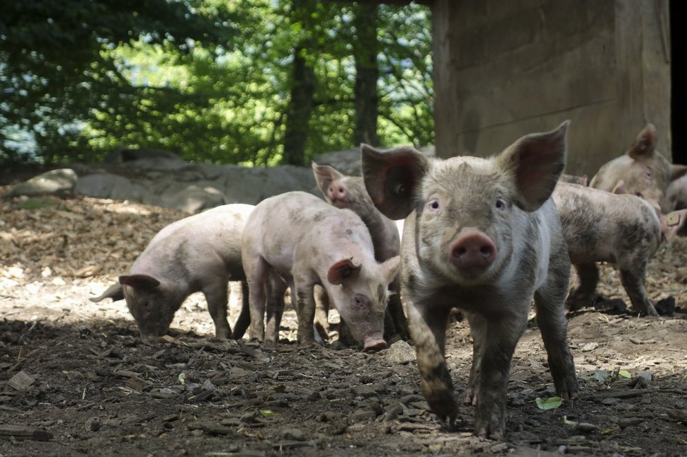 Două ţări europene vor construi un gard la graniţă pentru a împiedica răspândirea pestei porcine