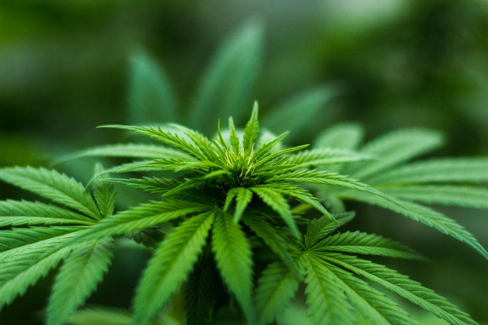 Canada a legalizat marijuana
