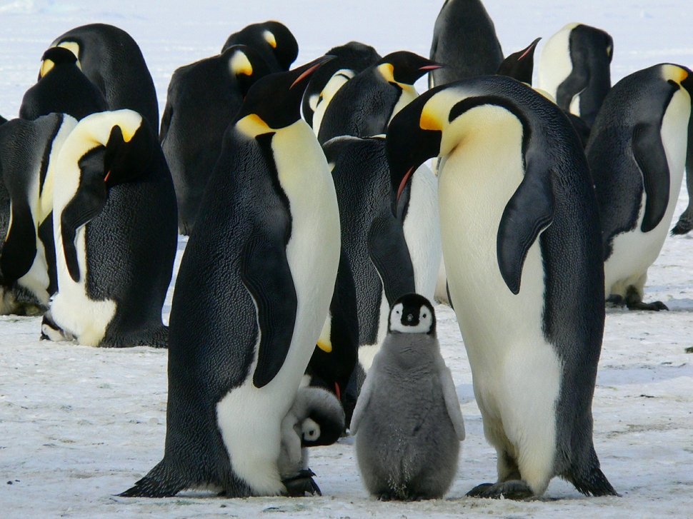 Doi pinguini de același sex au incubat un ou împreună