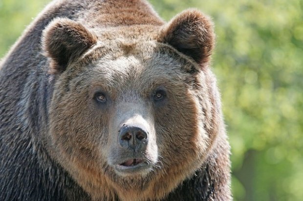 Un urs a fost lovit mortal de un TIR pe Autostrada Sibiu - Orăştie. Animalul, proiectat într-un alt autoturism