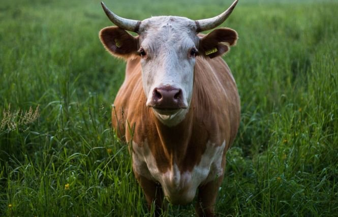 Pericol de boala vacii nebune? Ce spun autorităţile