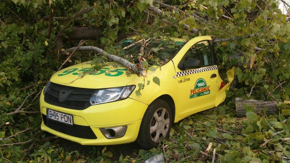 Accident grav în sectorul 5 al Capitalei. Un copac a căzut peste un om. Bărbatul e inconștient 557313