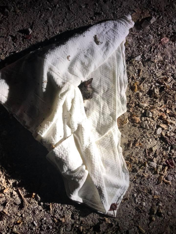 Un polițist a găsit o pungă de gunoi suspectă într-un parc! A înlemnit când a văzut ce se afla în interior - FOTO 557423