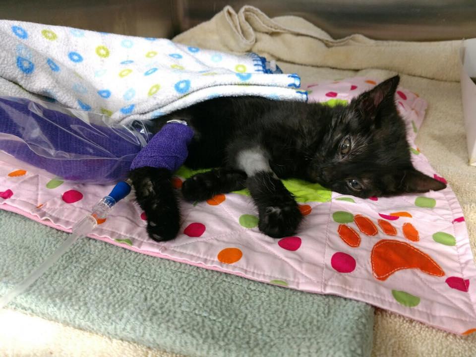 Un polițist a găsit o pungă de gunoi suspectă într-un parc! A înlemnit când a văzut ce se afla în interior - FOTO 557424