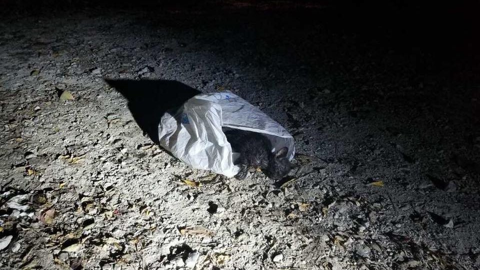 Un polițist a găsit o pungă de gunoi suspectă într-un parc! A înlemnit când a văzut ce se afla în interior - FOTO