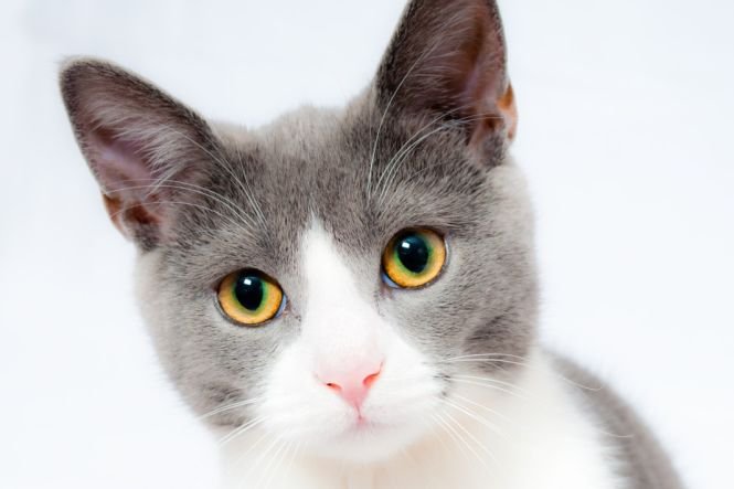 Bucureştenii care au pisici sau câini îi pot steriliza pe banii Primăriei, în 11 cabinete veterinare din Capitală