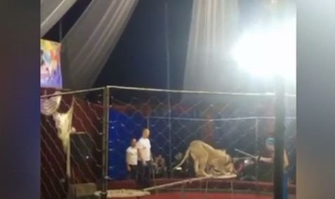 Scene de groază în Rusia! O fetiță a fost atacată de o leoaică la circ 