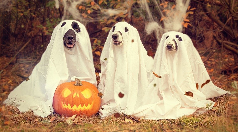 Tradiții, obiceiuri și superstiții de Halloween! Ce se întâmplă dacă vezi în această seară un păianjen în casă 