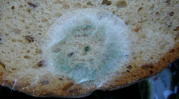 Cât de periculoasă este pâinea mucegăită! Nu vei mai mânca niciodată!